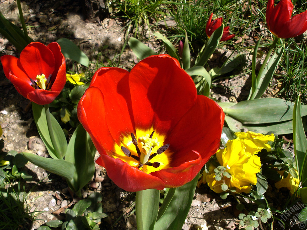 Red Turkish-Ottoman Tulip photo.
