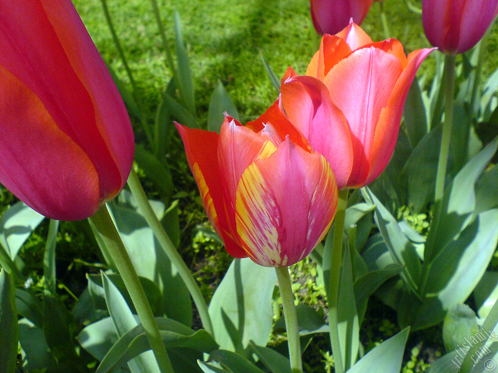 Red-yellow color Turkish-Ottoman Tulip photo.
