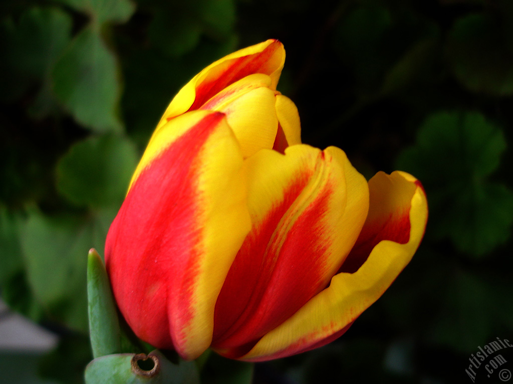 Red-yellow color Turkish-Ottoman Tulip photo.
