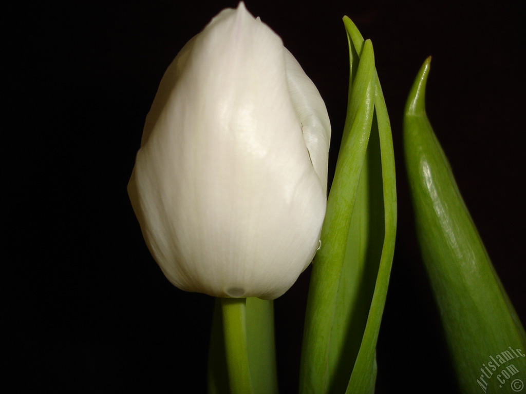 White color Turkish-Ottoman Tulip photo.
