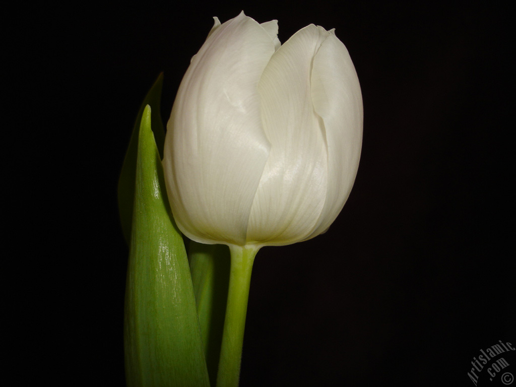 White color Turkish-Ottoman Tulip photo.
