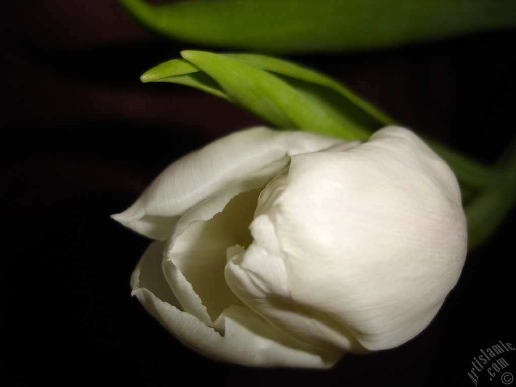 White color Turkish-Ottoman Tulip photo.
