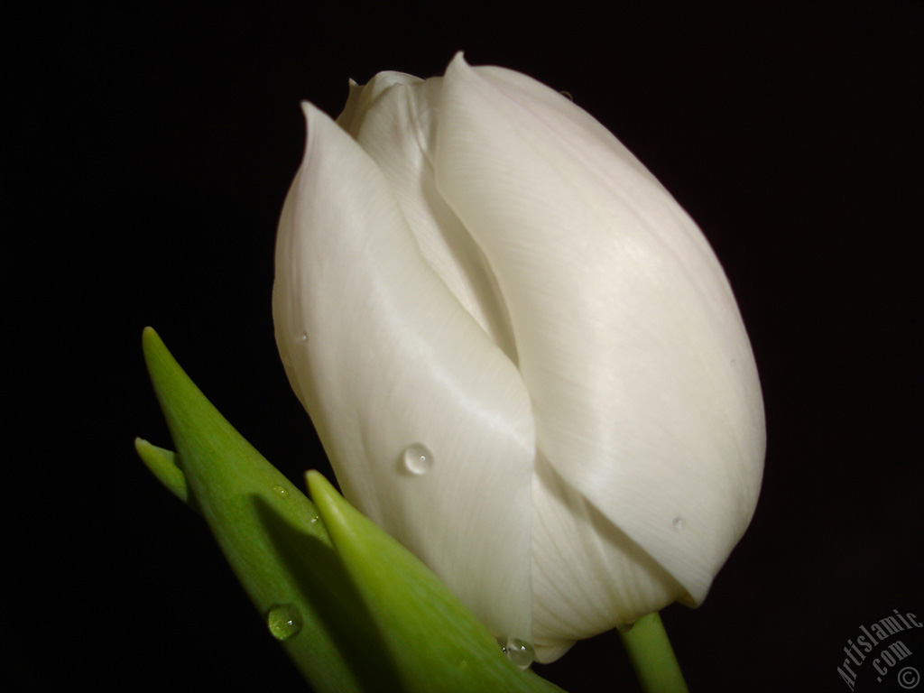 White color Turkish-Ottoman Tulip photo.
