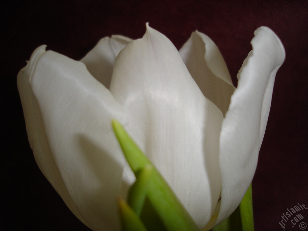 White color Turkish-Ottoman Tulip photo.
