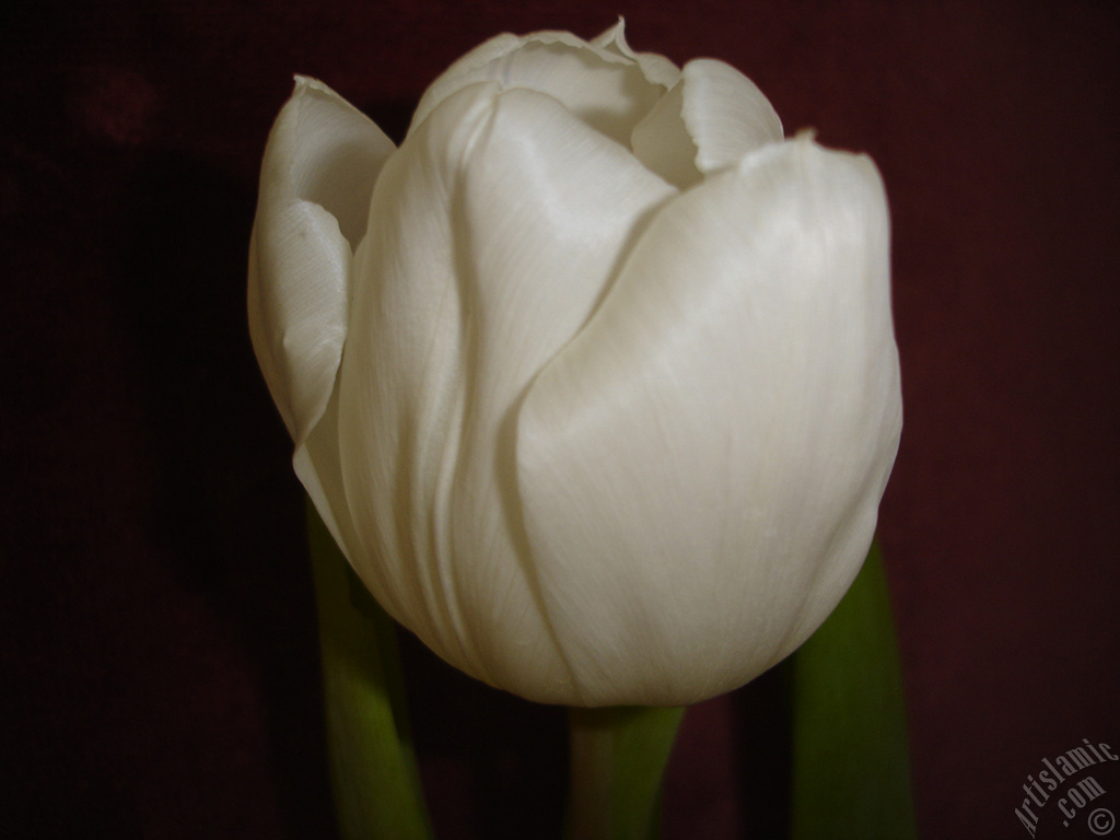 White color Turkish-Ottoman Tulip photo.
