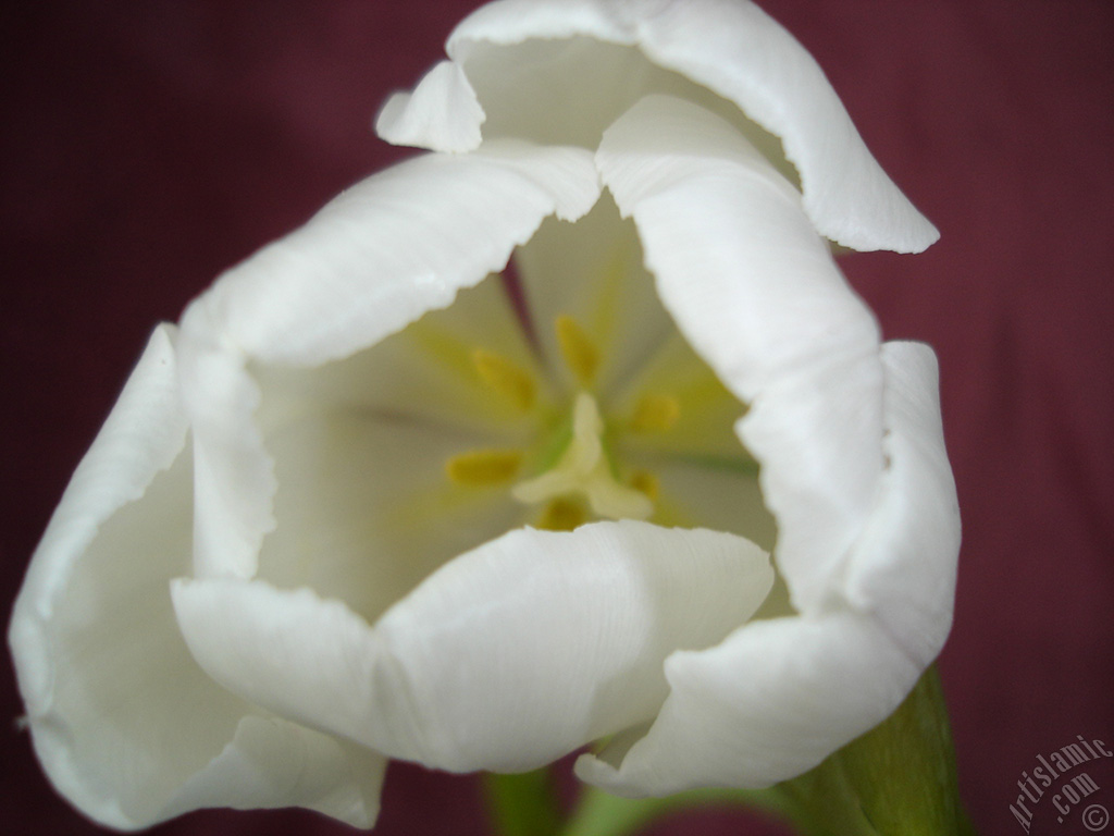 White color Turkish-Ottoman Tulip photo.
