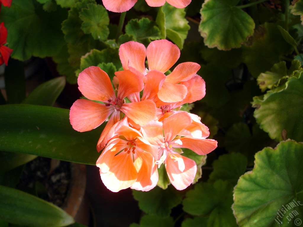 Red Colored Pelargonia -Geranium- flower.
