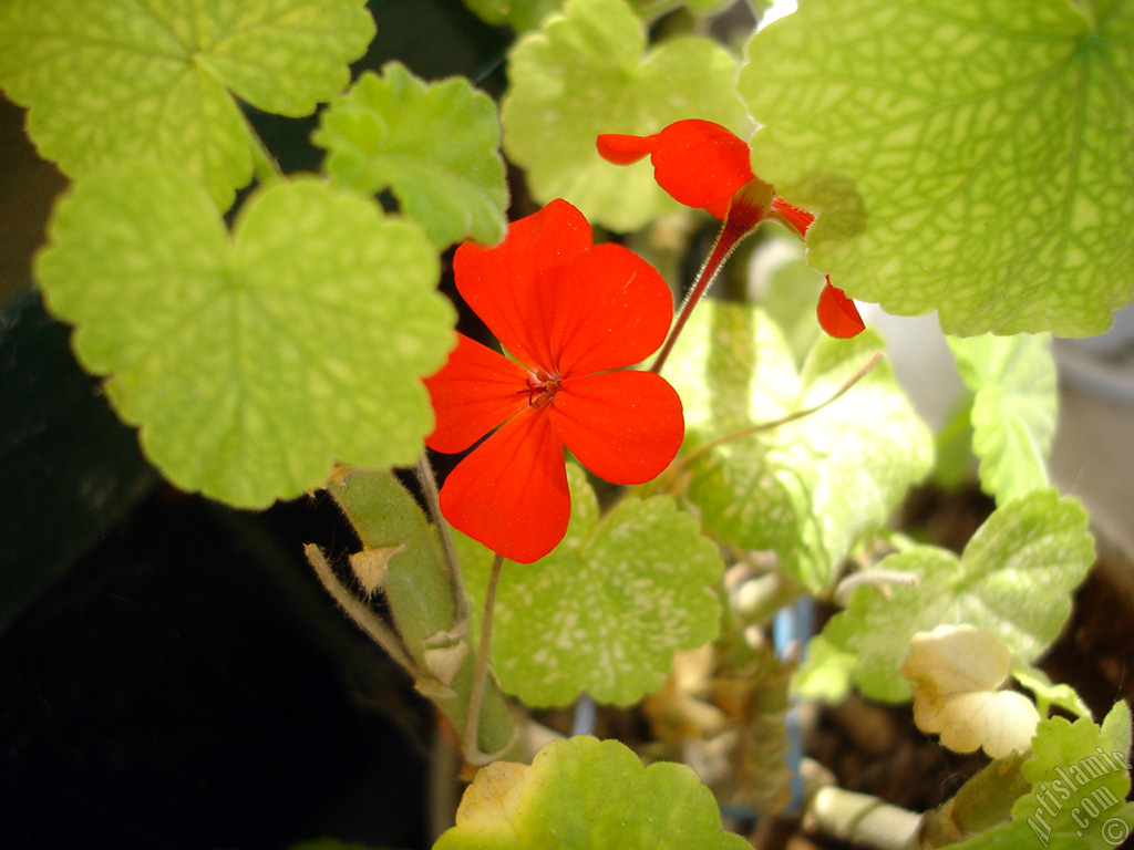 Red Colored Pelargonia -Geranium- flower.
