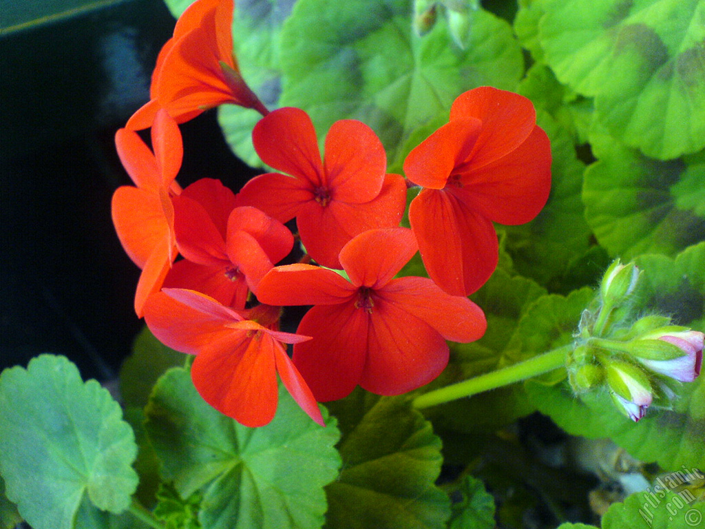 Red Colored Pelargonia -Geranium- flower.
