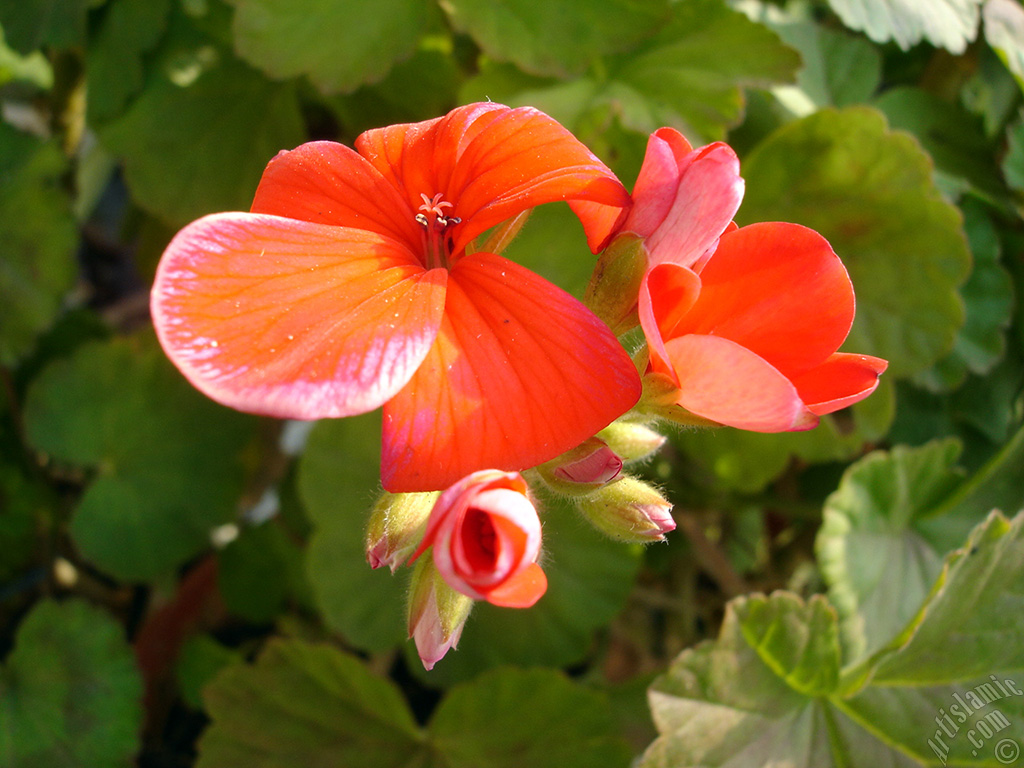 Red Colored Pelargonia -Geranium- flower.
