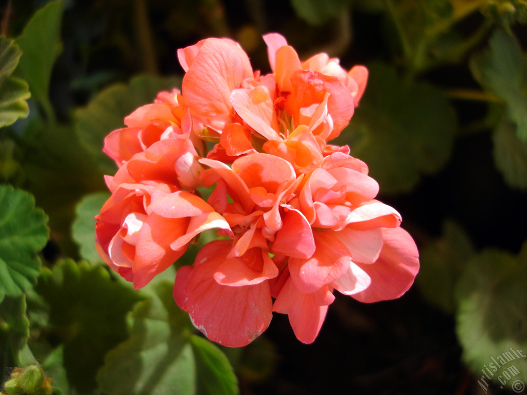 Red Colored Pelargonia -Geranium- flower.
