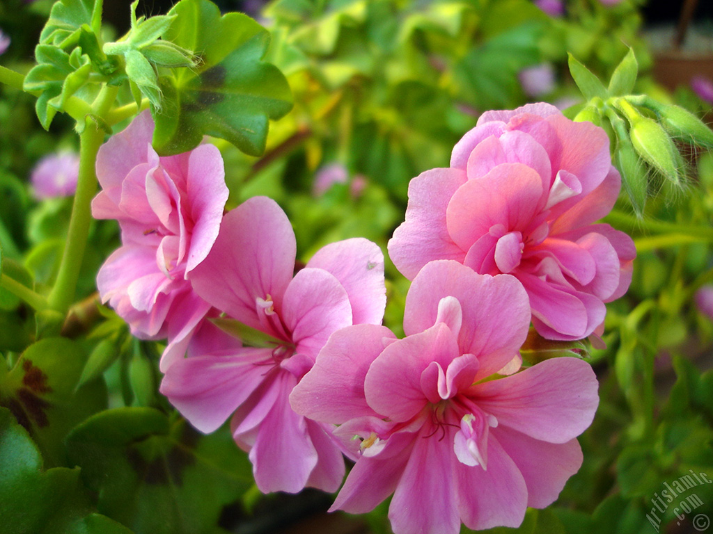 Pink Colored Pelargonia -Geranium- flower.
