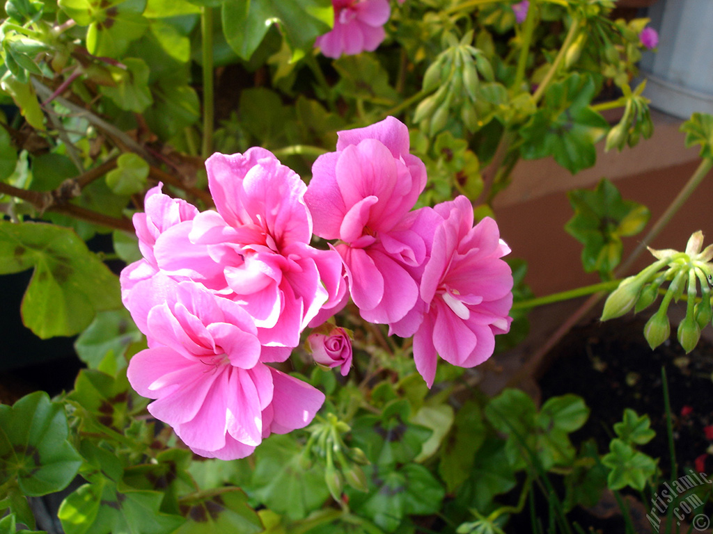 Pink Colored Pelargonia -Geranium- flower.
