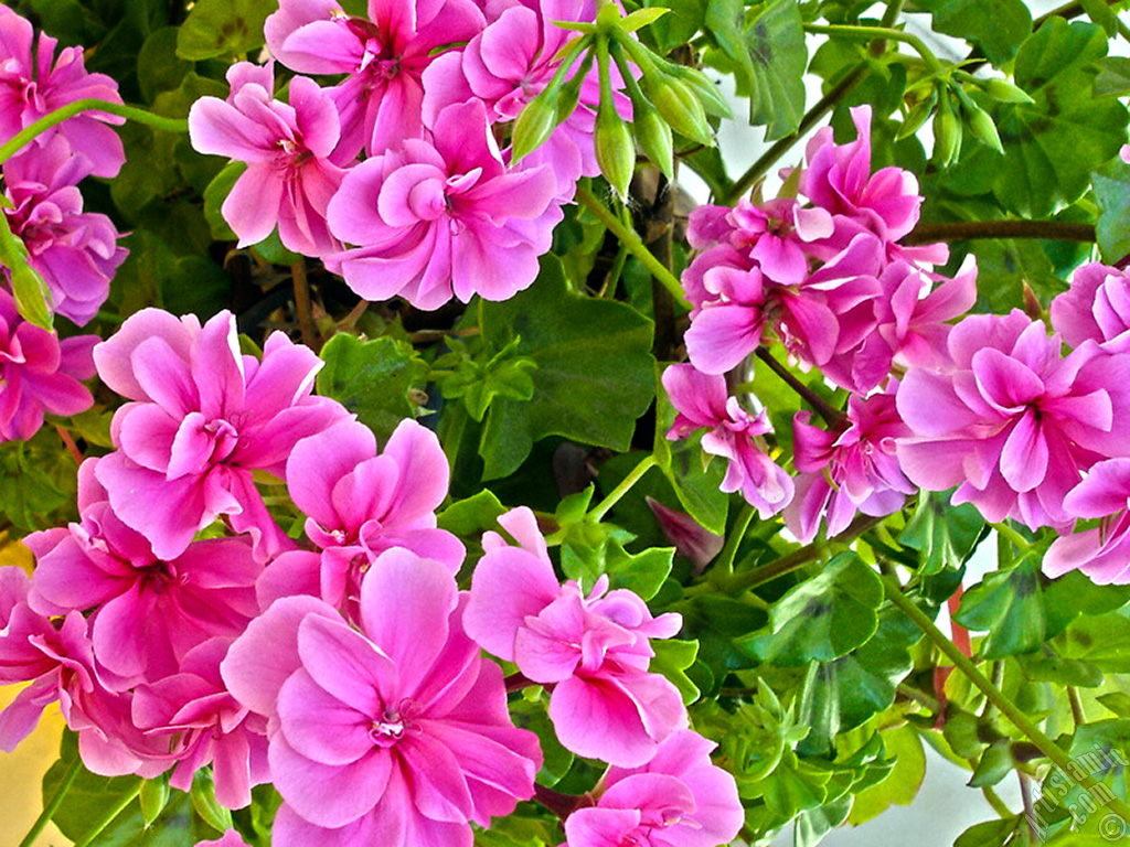 Pink Colored Pelargonia -Geranium- flower.
