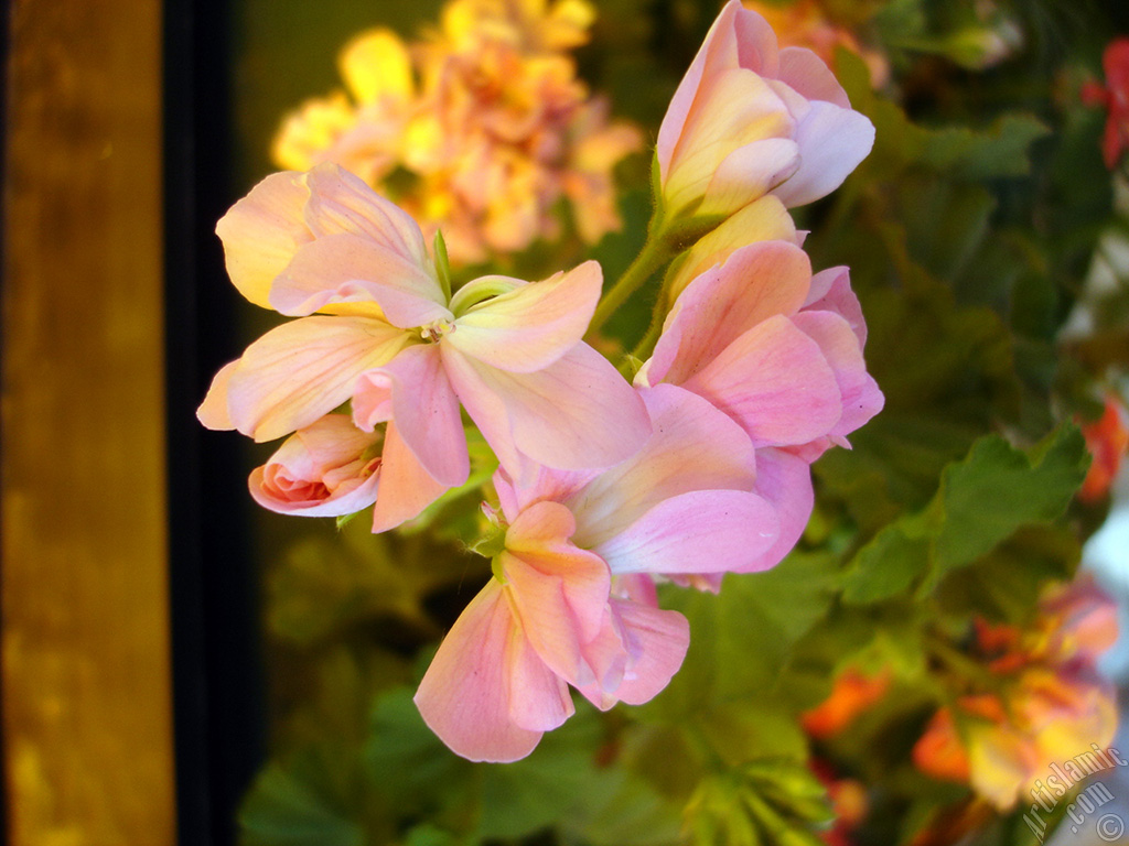 Pink Colored Pelargonia -Geranium- flower.
