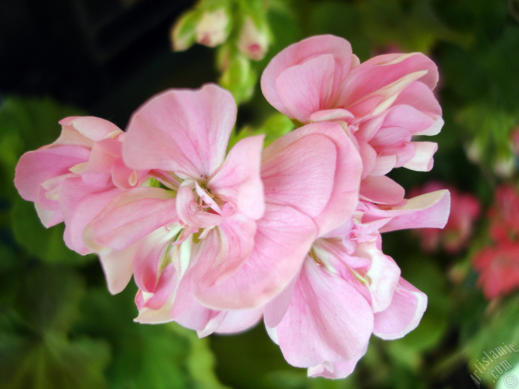 Pink Colored Pelargonia -Geranium- flower.
