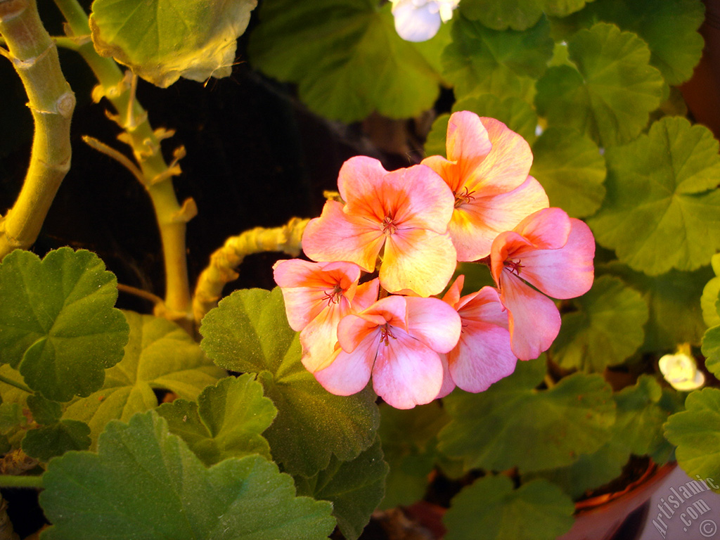 Pink and red color Pelargonia -Geranium- flower.
