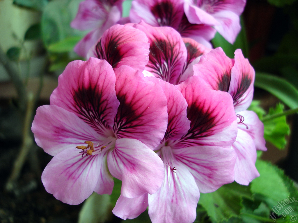 Dark pink mottled Pelargonia -Geranium- flower.
