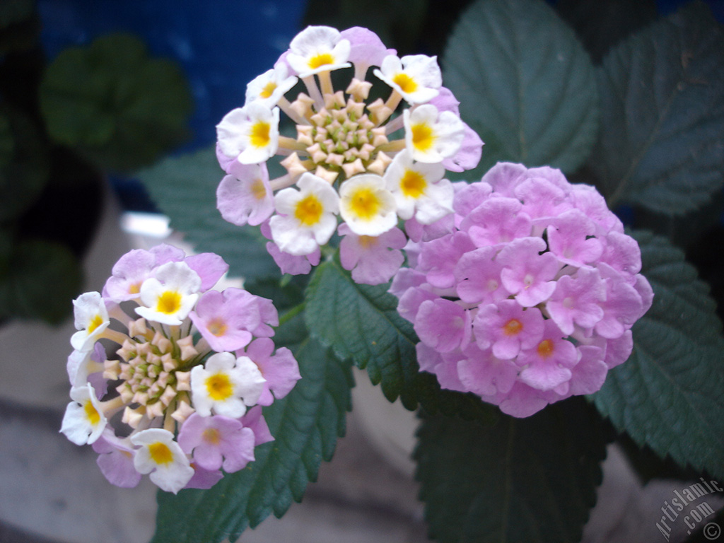 Lantana camara -bush lantana- flower.
