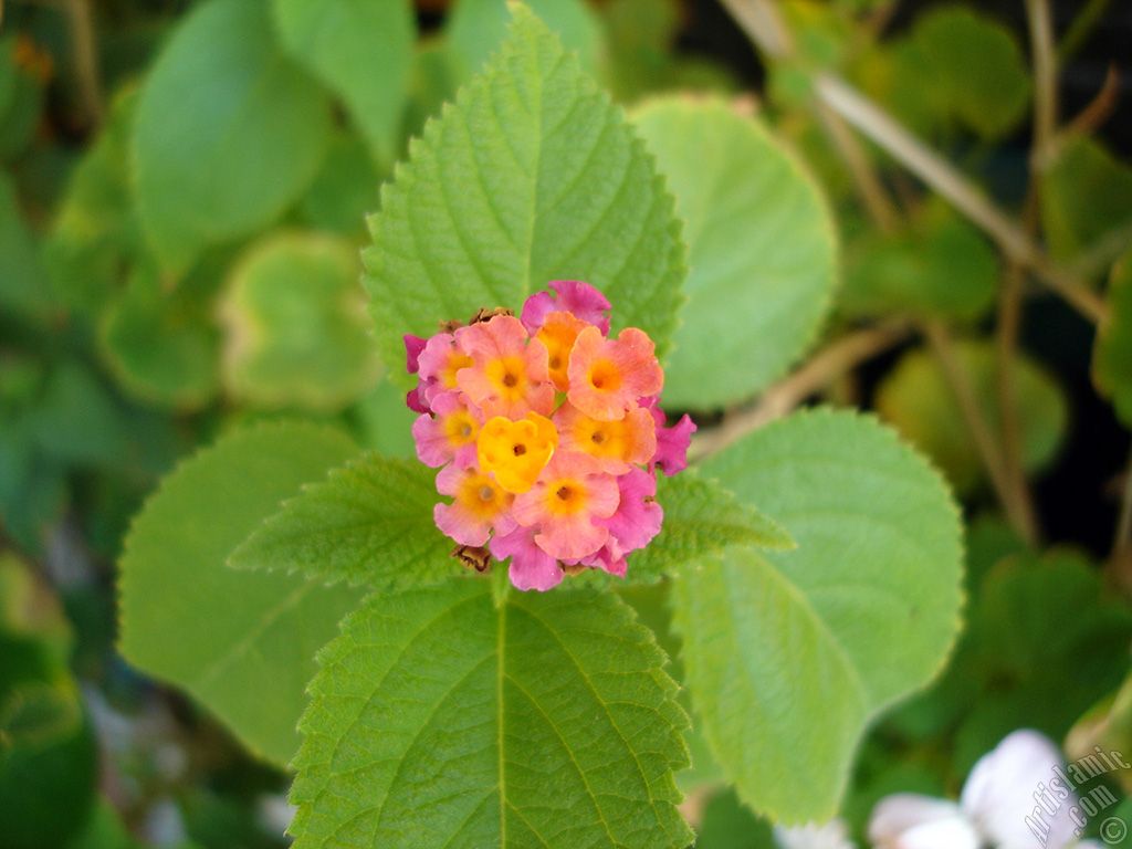 Lantana camara -bush lantana- flower.
