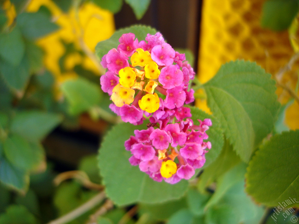 Lantana camara -bush lantana- flower.
