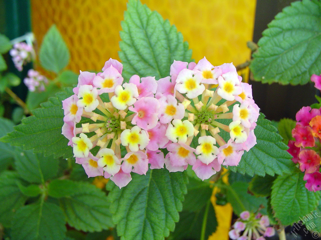 Lantana camara -bush lantana- flower.
