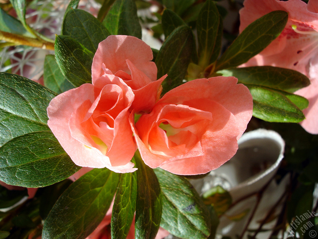 Pink color Azalea -Rhododendron- flower.
