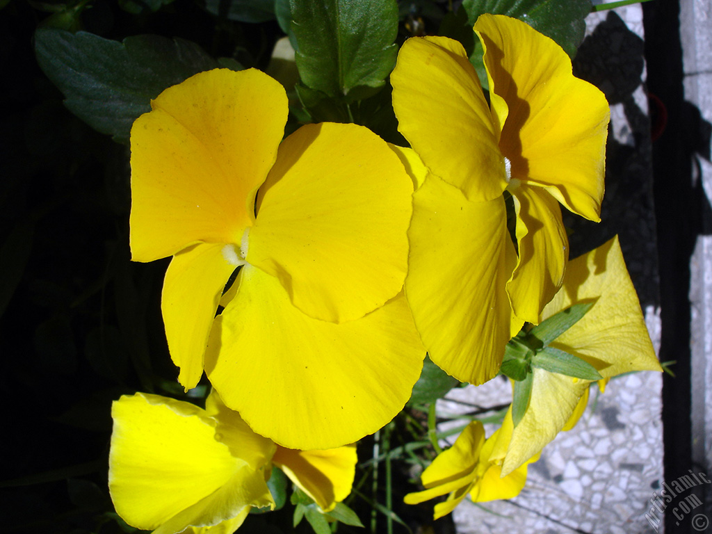 Yellow color Viola Tricolor -Heartsease, Pansy, Multicoloured Violet, Johnny Jump Up- flower.
