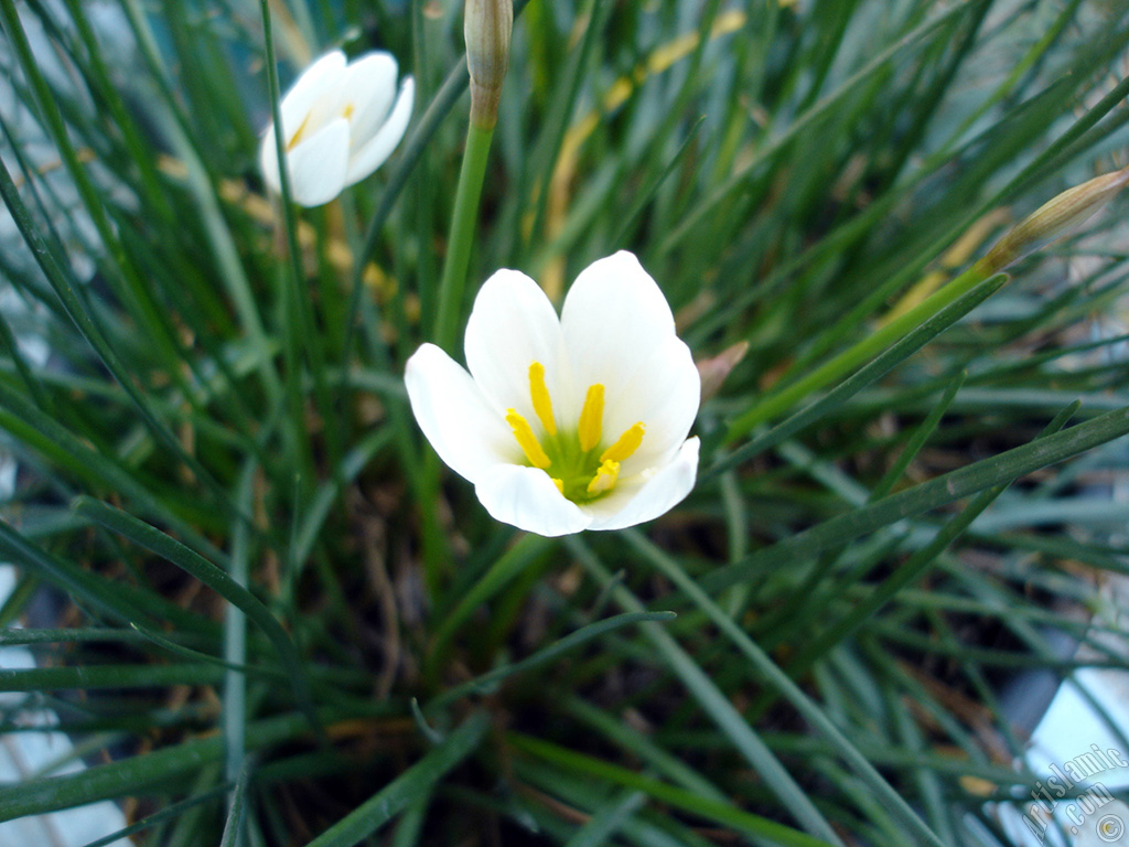 White color flower similar to lily.
