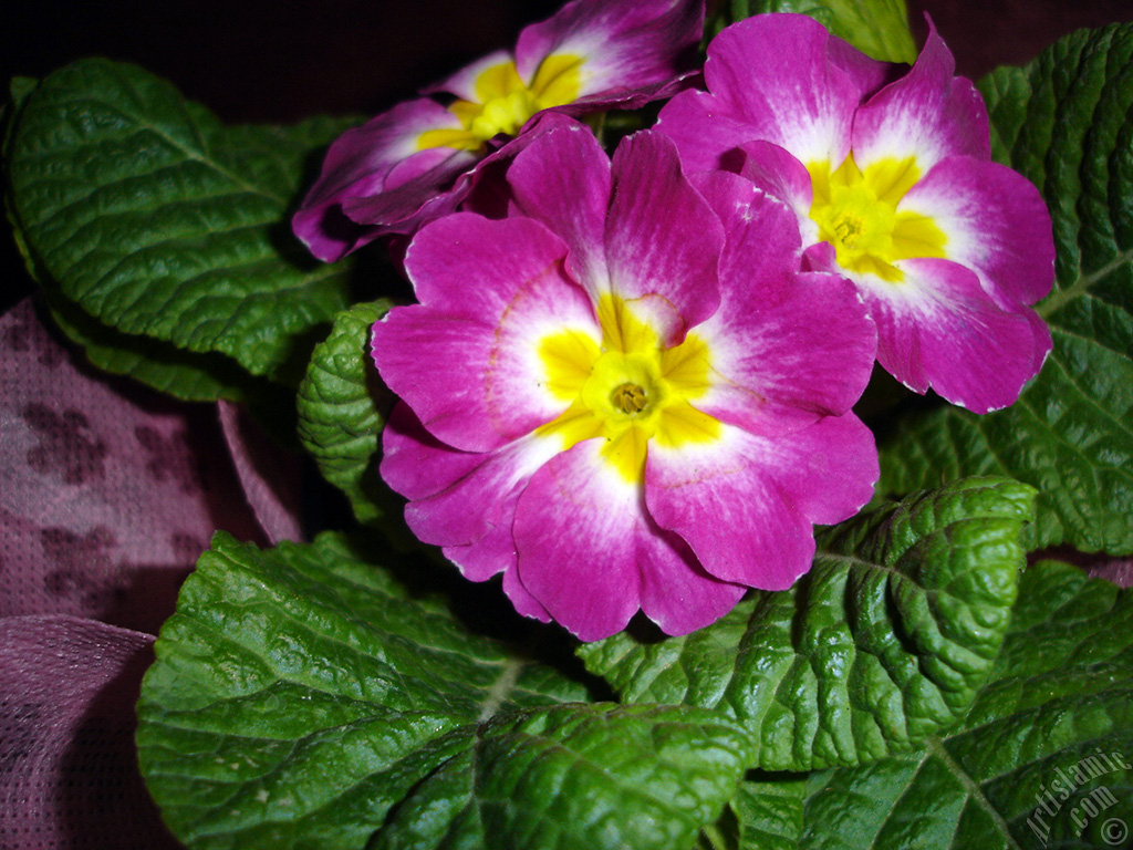 Primrose flower.
