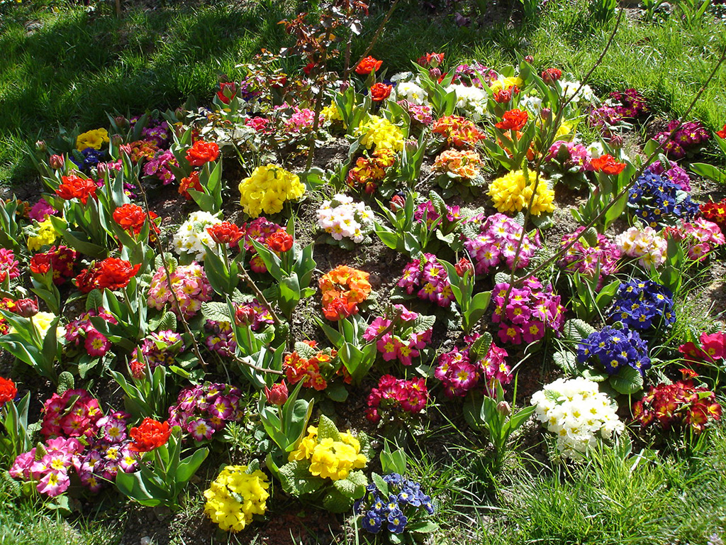 A primrose flower photo.
