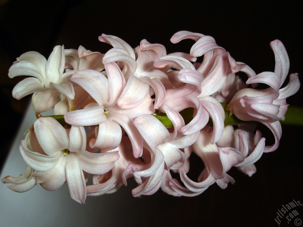 Pink color Hyacinth flower.
