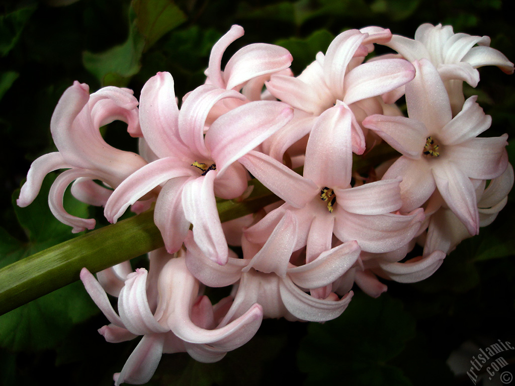 Pink color Hyacinth flower.
