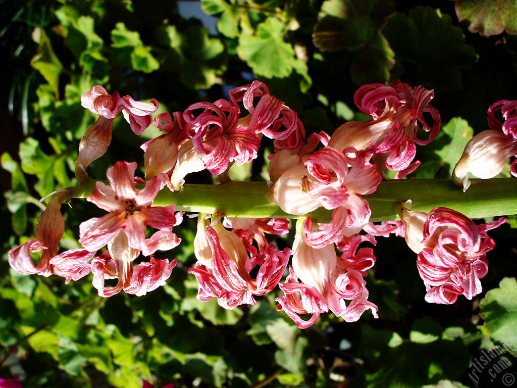 Pink color Hyacinth flower.
