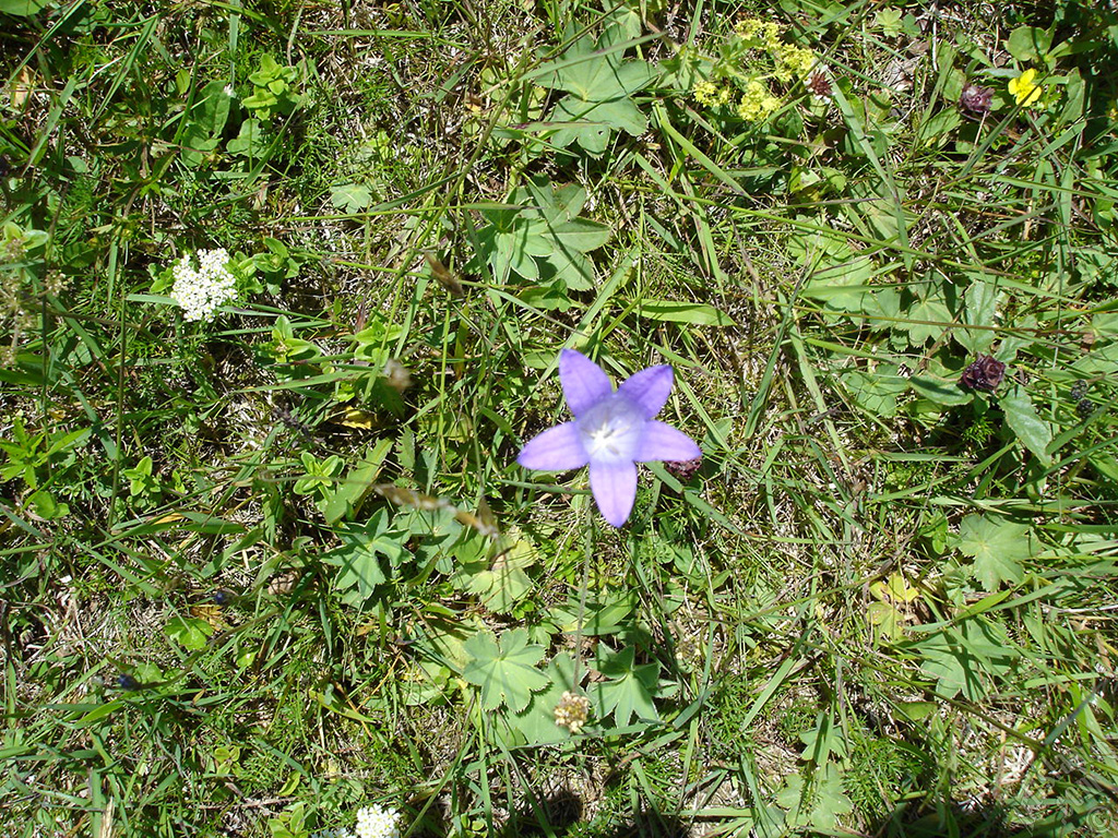 Balloon Flower -Chinese Bellflower-.
