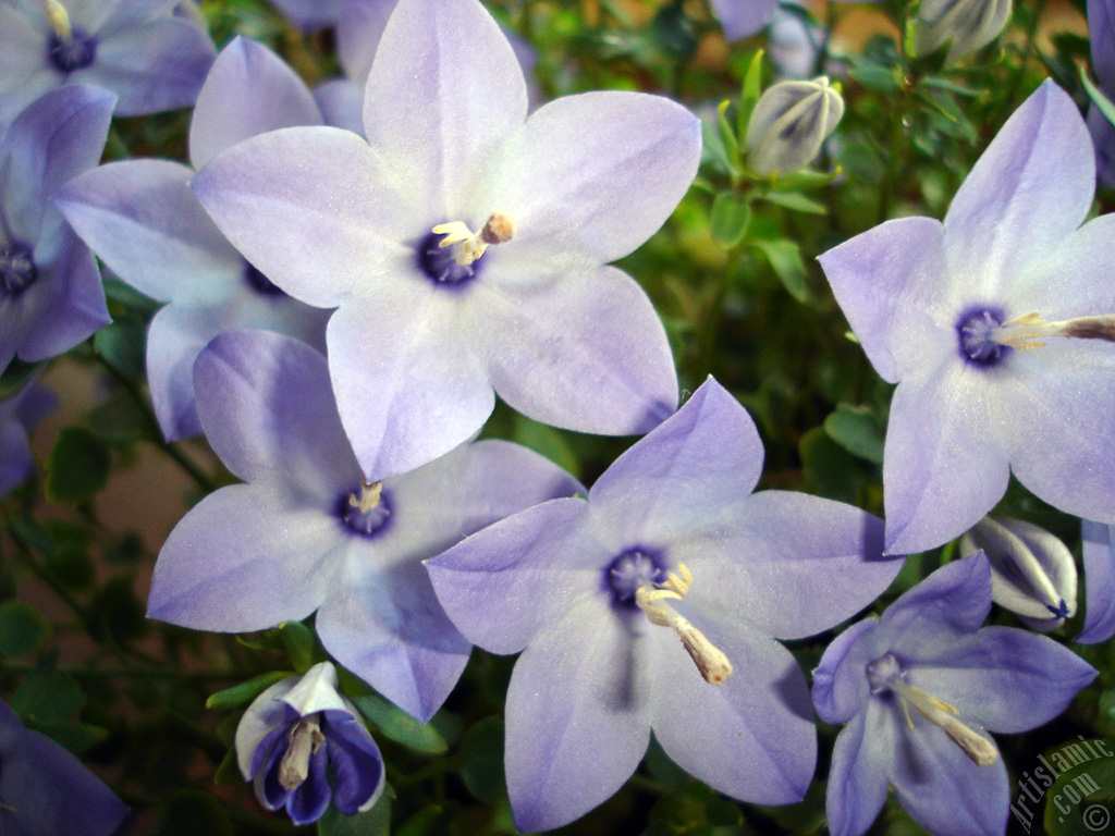 Balloon Flower -Chinese Bellflower-.
