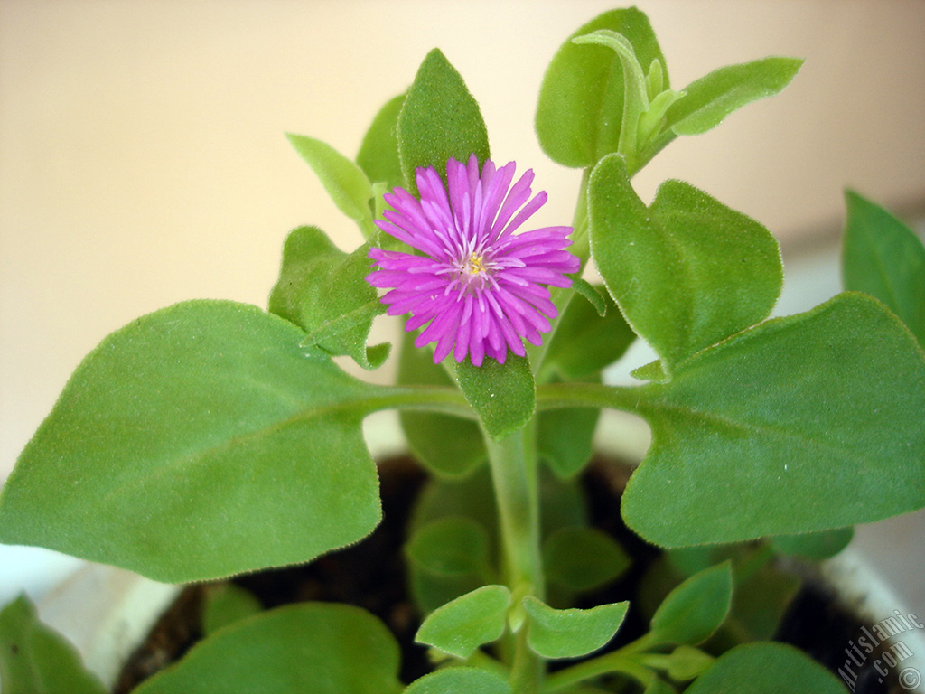 Heartleaf Iceplant -Baby Sun Rose, Rock rose- with pink flowers.
