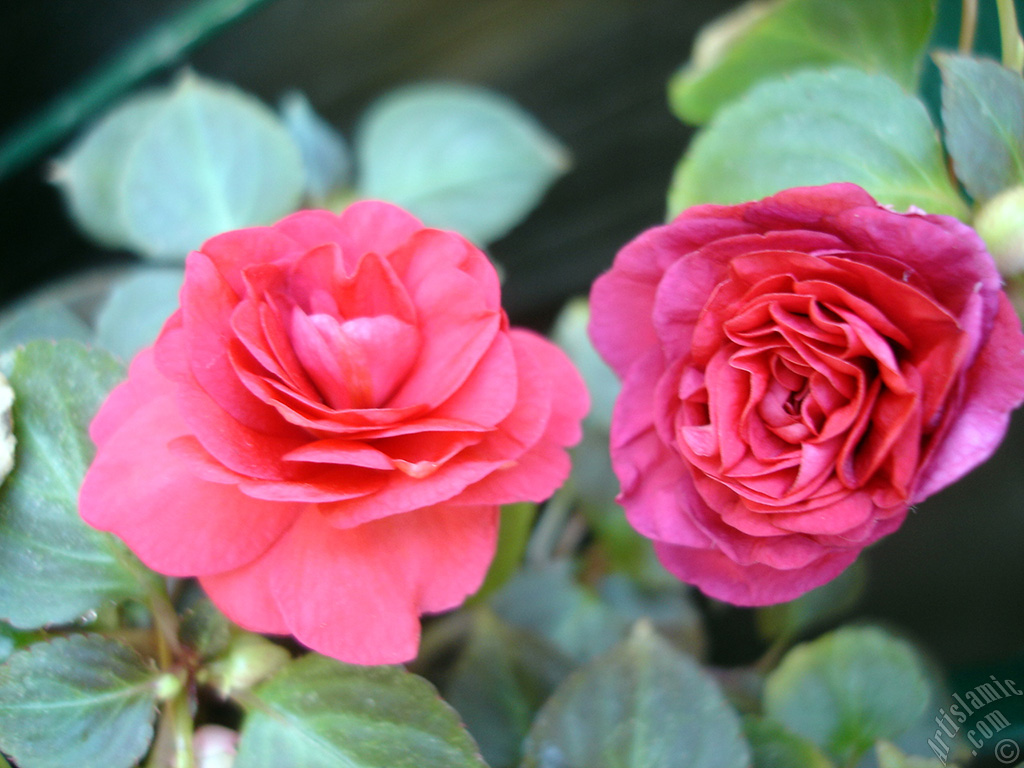 Red color Begonia Elatior flower.
