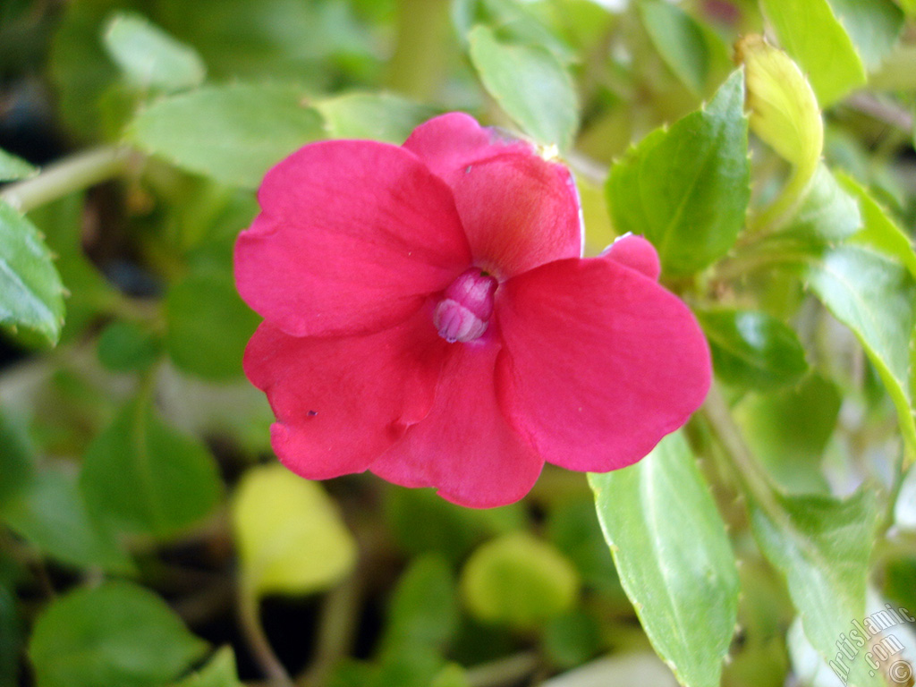 Garden Balsam, -Touch-me-not, Jewel Weed- flower.
