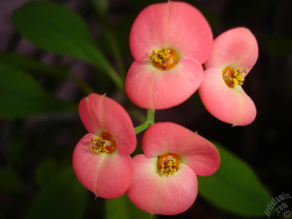 Euphorbia Milii -Crown of thorns- with pink flower.
