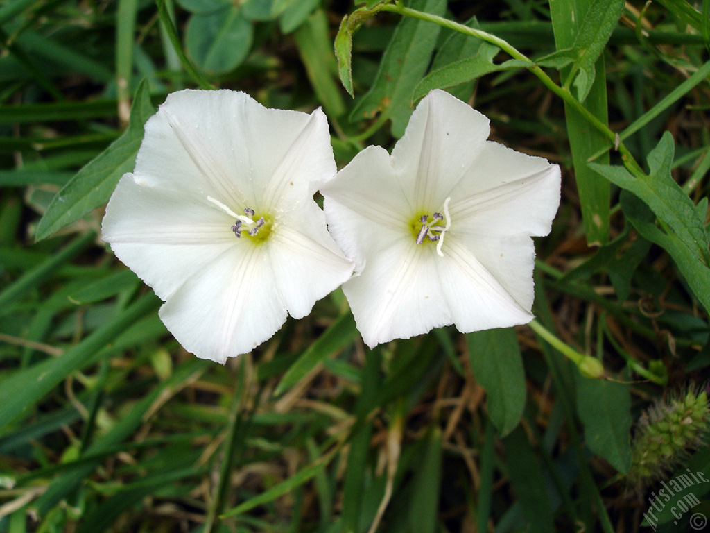 White Morning Glory flower.
