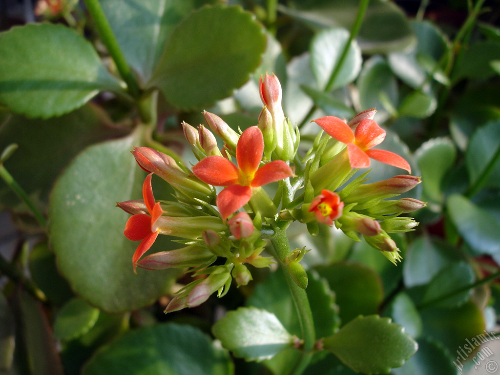 Kalanchoe plant`s flower.
