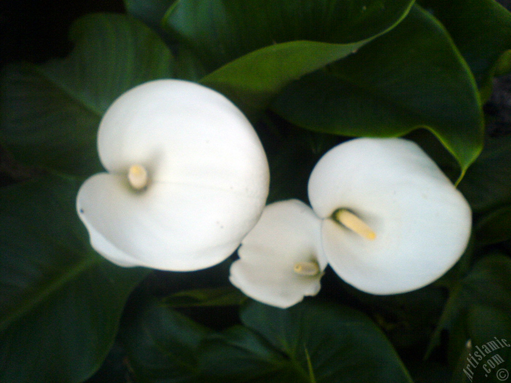 White color Arum Lily -Calla Lily- flower.
