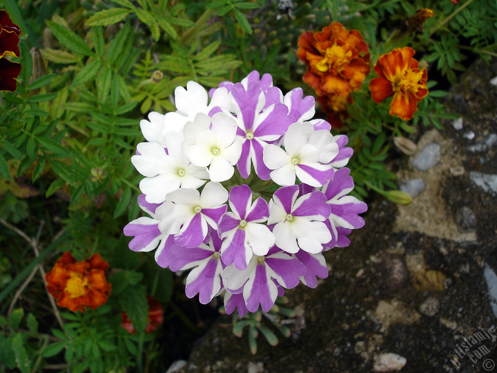 Verbena -Common Vervain- flower.
