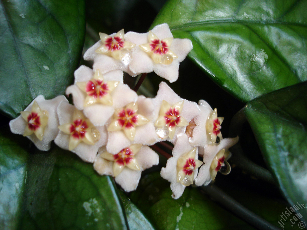 Wax Plant flower.
