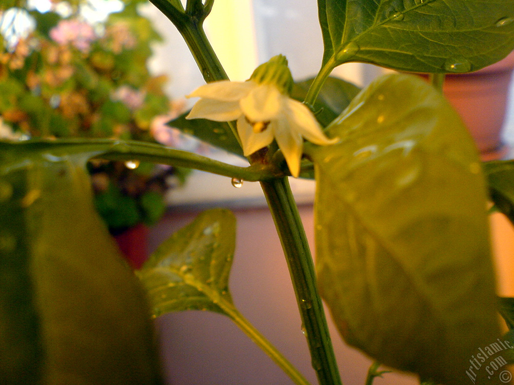 Sweet Pepper plant growed in the pot.
