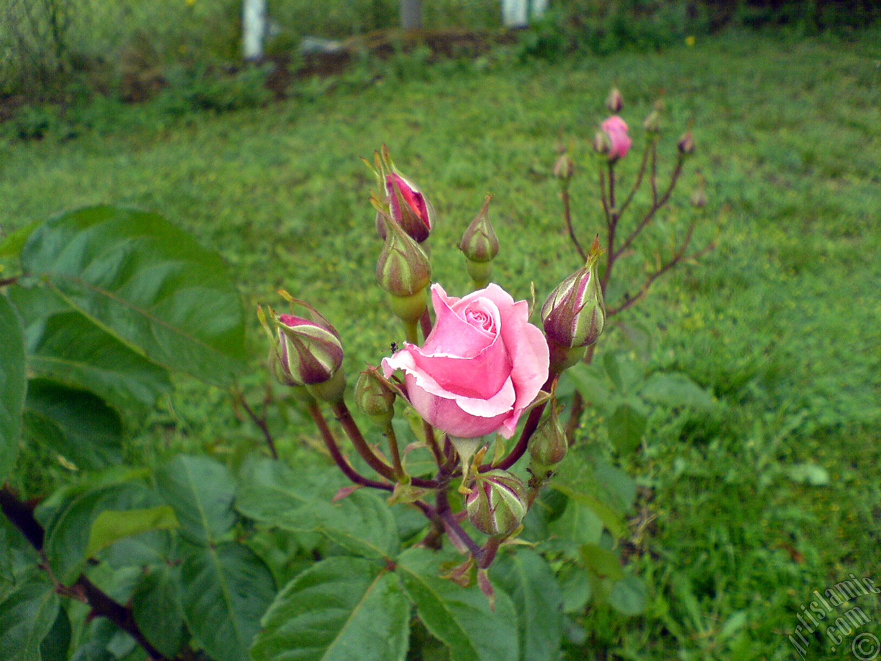 Pink rose photo.
