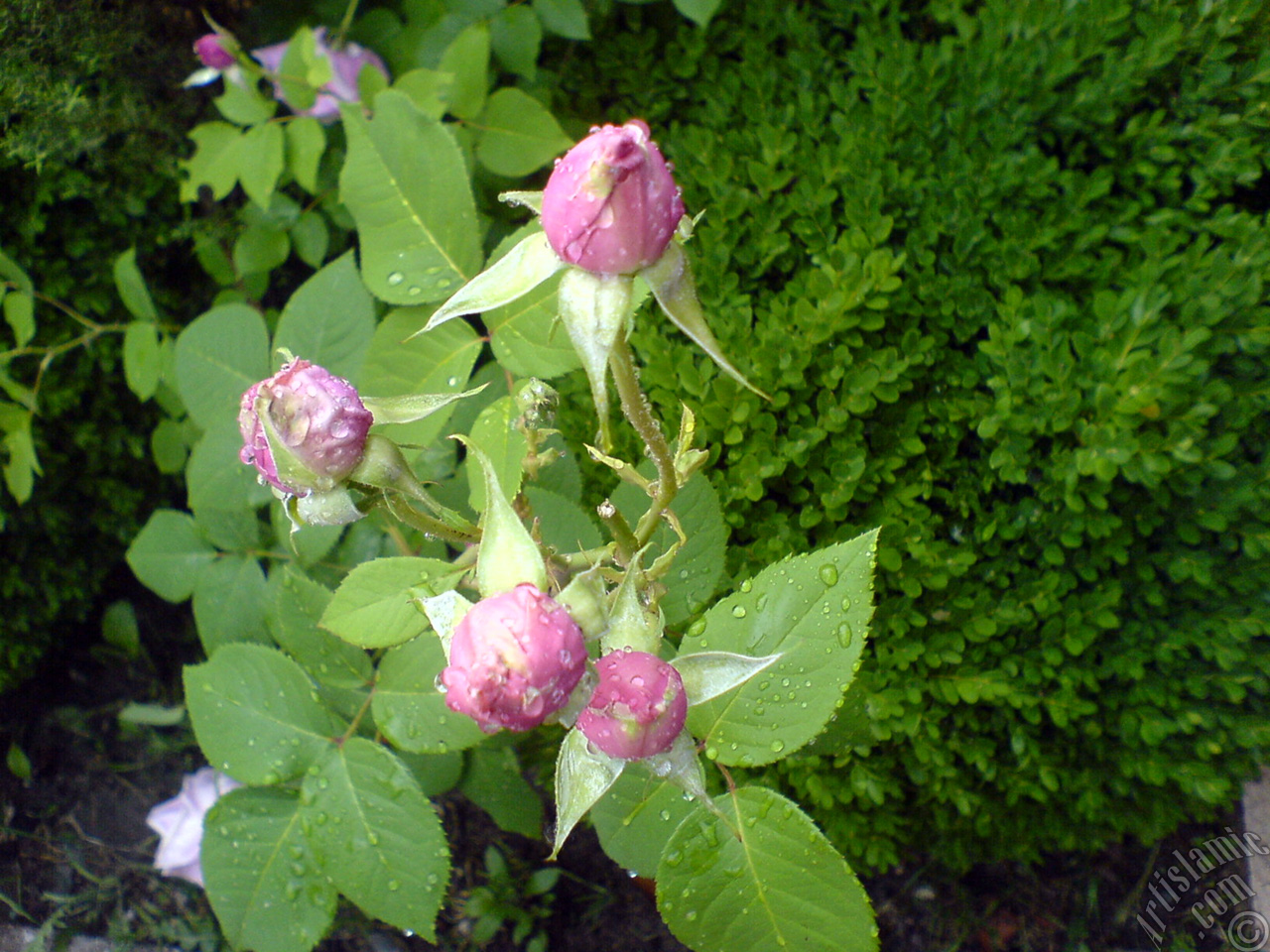 Pink rose photo.
