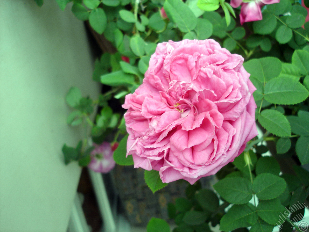 Pink rose photo.
