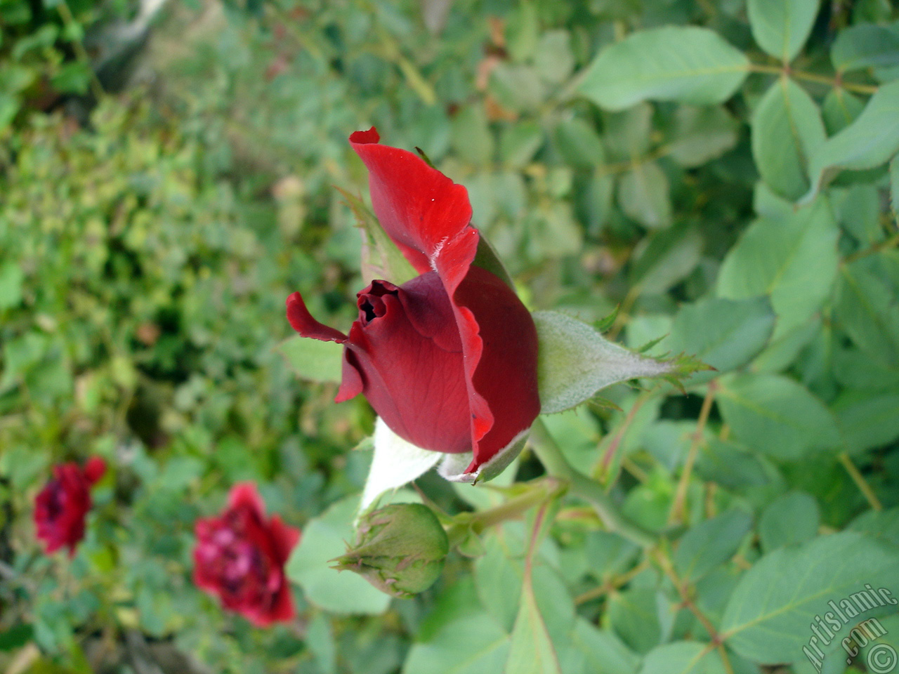 Red rose photo.
